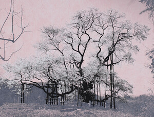 Tacita Dean: Blind Folly